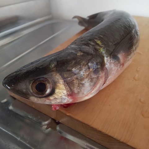 ゆこぶーの食いしん坊万歳 ボラのヘソ ゆこぶーの食いしん坊万歳 ボラのヘソ