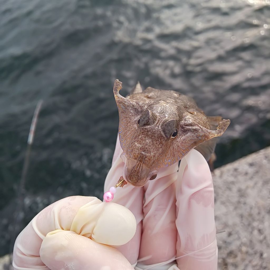ゆこぶーの食いしん坊万歳 愛知県師崎港釣り38 毒魚ゴンズイ料理 ゆこぶーの食いしん坊万歳 愛知県師崎港釣り38 毒魚ゴンズイ料理