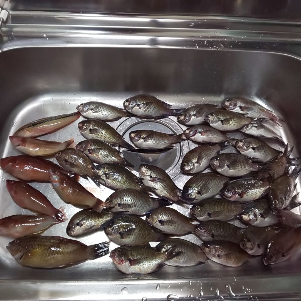 ゆこぶーの食いしん坊万歳 三重県神島釣り45 スズメダイ ゆこぶーの食いしん坊万歳 三重県神島釣り45 スズメダイ