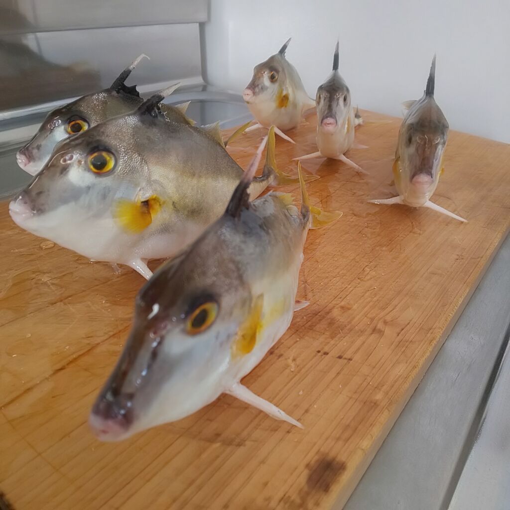 ゆこぶーの食いしん坊万歳 ツノギマ ゆこぶーの食いしん坊万歳 ツノギマ