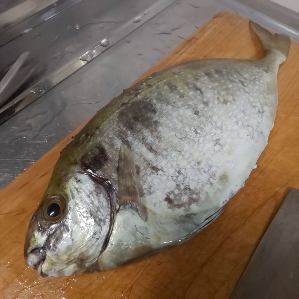 ゆこぶーの食いしん坊万歳 釣食 オニオコゼ