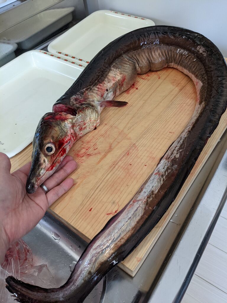 ゆこぶーの食いしん坊万歳 巨大ハモ ゆこぶーの食いしん坊万歳 巨大ハモ