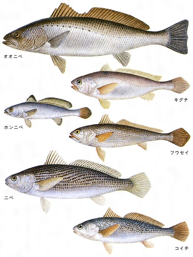 ゆこぶーの食いしん坊万歳 コイチで中国4大珍味 魚肚 を作ってみた ゆこぶーの食いしん坊万歳 コイチで中国4大珍味 魚肚 を作ってみた