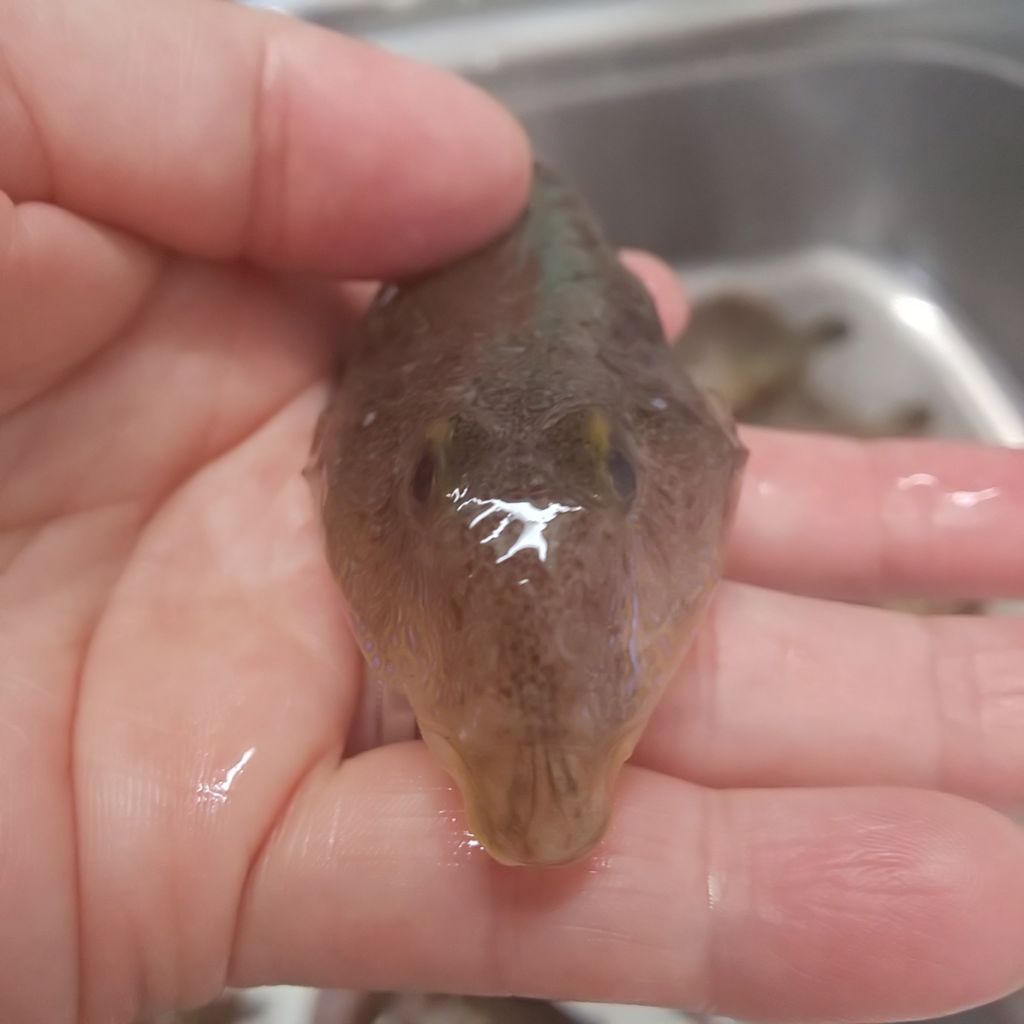 ゆこぶーの食いしん坊万歳 愛知県師崎港37 釣り魚究極のラーメン ゆこぶーの食いしん坊万歳 愛知県師崎港37 釣り魚究極のラーメン