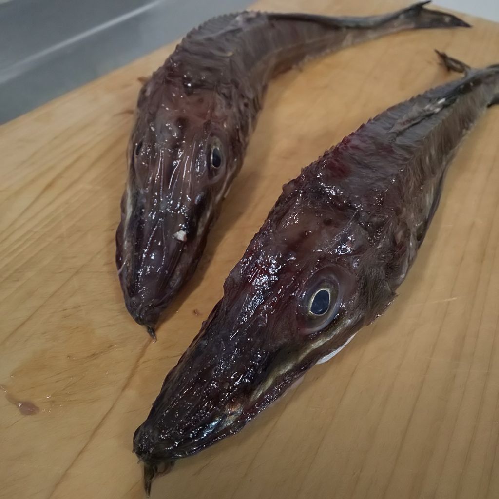 ゆこぶーの食いしん坊万歳 ハッカク トクビレ