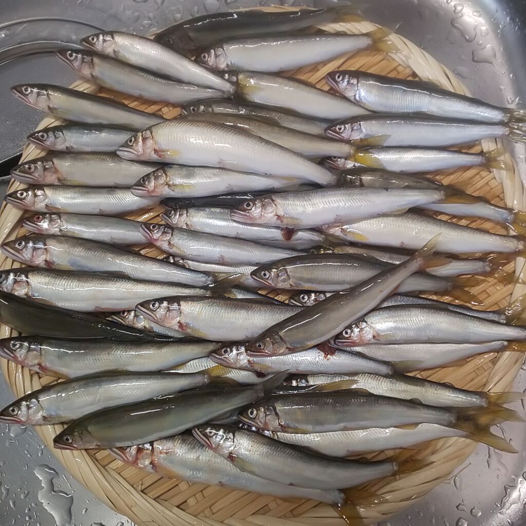 ゆこぶーの食いしん坊万歳 稚鮎 チアユ ゆこぶーの食いしん坊万歳 稚鮎 チアユ