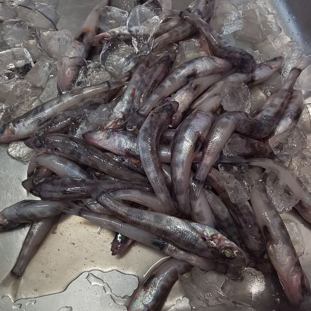 ゆこぶーの食いしん坊万歳 愛知県豊浜漁港 30