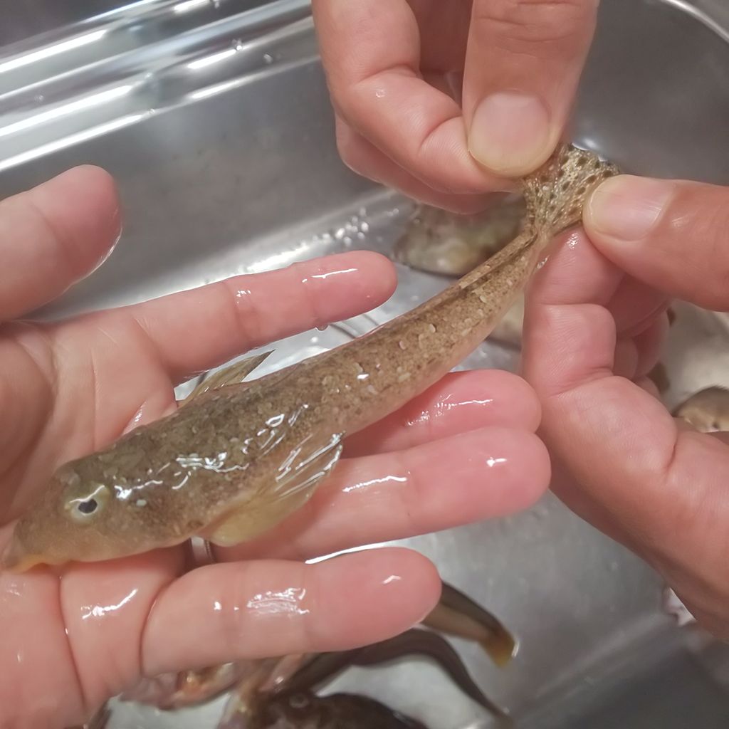 ゆこぶーの食いしん坊万歳 愛知県師崎港37 釣り魚究極のラーメン ゆこぶーの食いしん坊万歳 愛知県師崎港37 釣り魚究極のラーメン