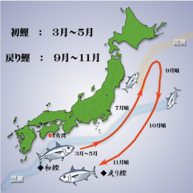 3月20日は【カツオの日】 : ゆこぶーの食いしん坊万歳