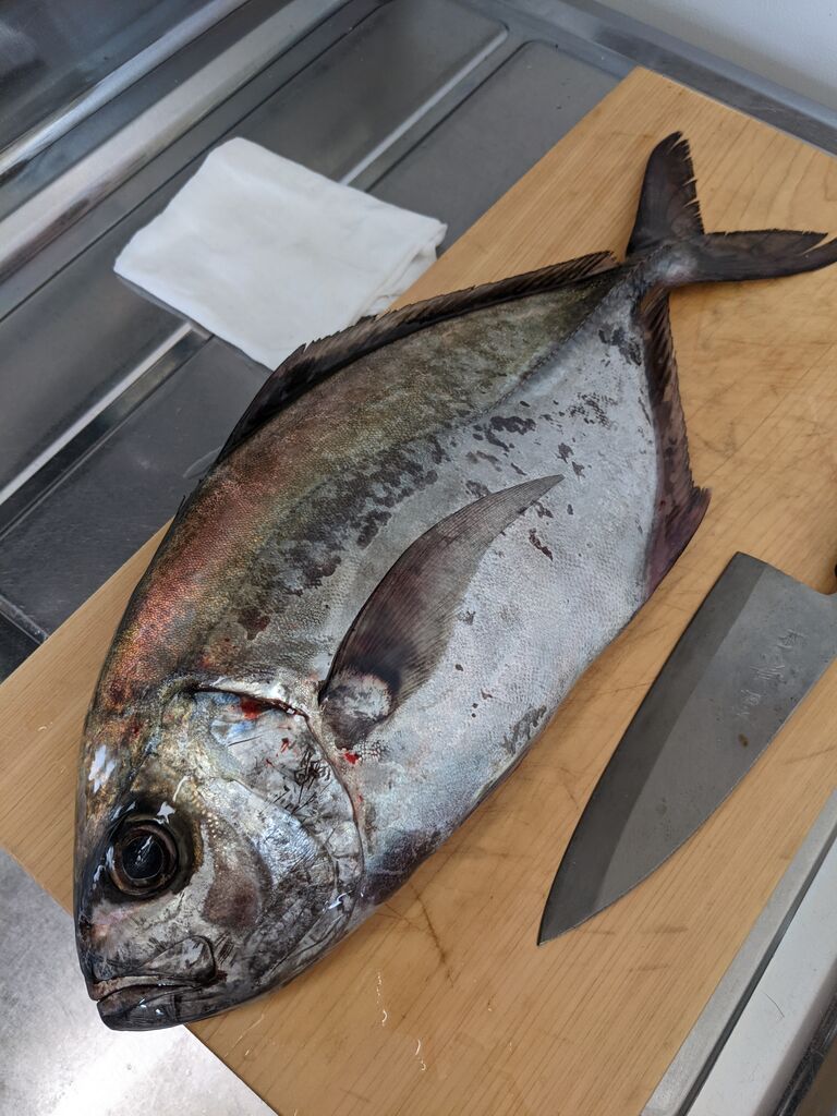 ゆこぶーの食いしん坊万歳 ロウニンアジ