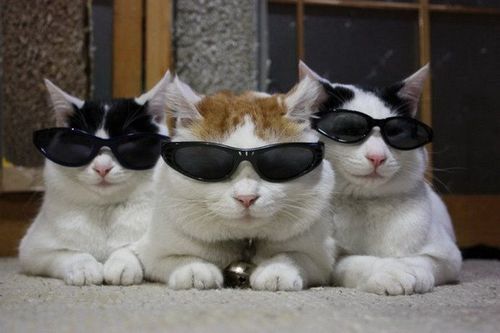 猫と暮らしても 下僕 になるな カリスマ猫シッターの教え This And That 猫と暮らしても 下僕 になるな カリスマ猫シッターの教え This And That