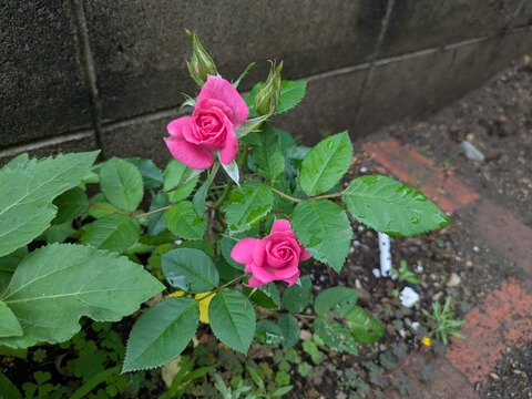 PXL_20260712_020356634