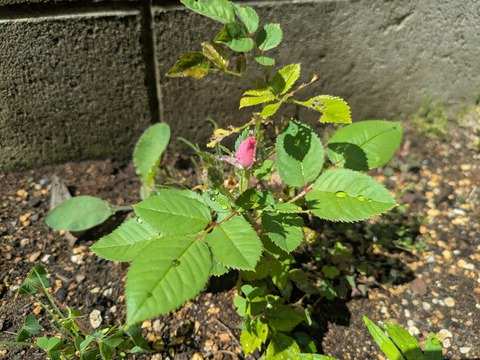 PXL_20250713_002703981