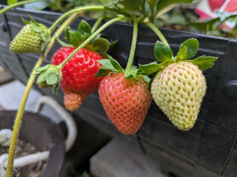 PXL_20250625_094340748