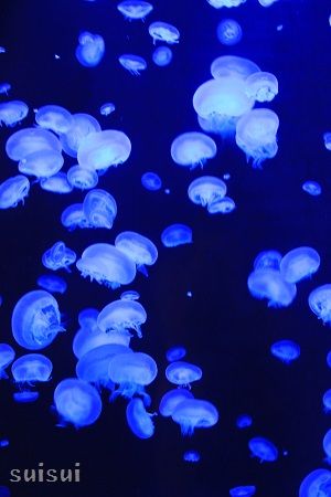 aquamarinefukushima