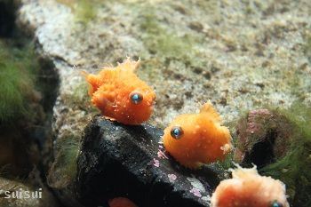 すごいぞナメダンゴ アクアマリン すいすい写真館 すごいぞナメダンゴ アクアマリン すいすい写真館