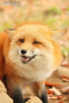 秋のキツネ/キツネ村 : すいすい写真館