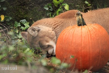 morioka zoological park puma