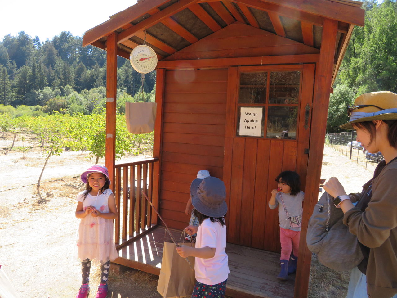 りんご狩り Apple Picking My Eigo World