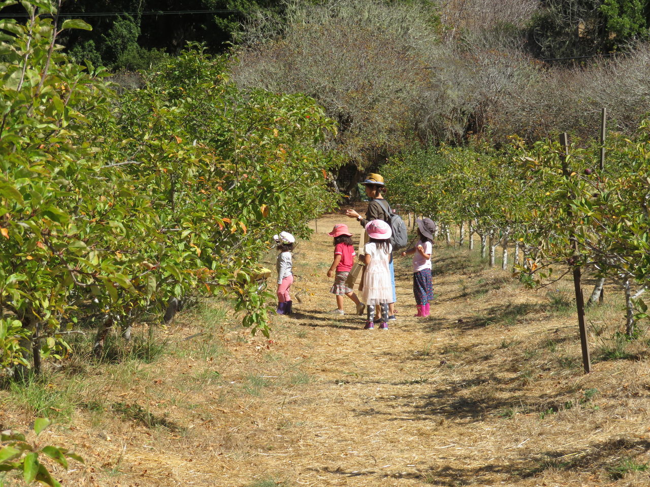 りんご狩り Apple Picking My Eigo World