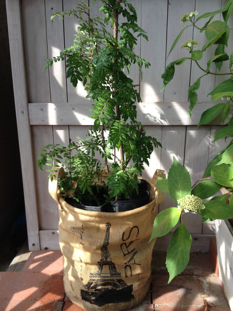 山椒 木の芽 半日蔭のベランダで簡単に育つ香味野菜 筍ご飯やウナギに生葉を添えて 葉だけでも十分観賞価値あり L O H A S Y 天然生活 天然素材に ハマってます 山椒 木の芽 半日蔭のベランダで簡単に育つ香味野菜 筍ご飯やウナギに生葉を添えて 葉だけでも十分観賞価値あり L O H A S Y 天然生活 天然素材に ハマってます