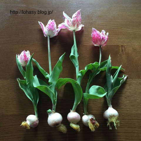 チューリップ球根の水耕 金魚鉢の ビー玉 の上で チューリップが綺麗に咲きました 水を入れて ただ放置していただけ あっけないほど簡単でした L O H A S Y 天然生活 天然素材に ハマってます