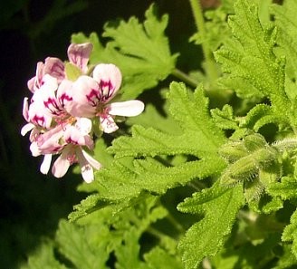 ローズゼラニウム 葉がバラの香りのハーブ ピンクの花が半日陰のベランダ床で横いっぱいに広がって咲きます まるで地植えみたいよ L O H A S Y 天然生活 天然素材に ハマってます