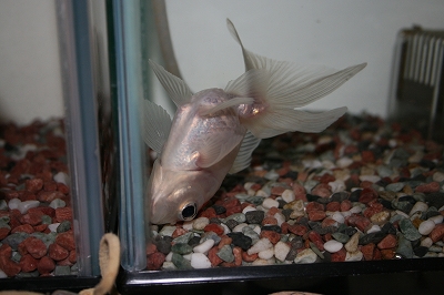 うちの金魚の寝姿 貪欲姉妹 うちの金魚の寝姿 貪欲姉妹