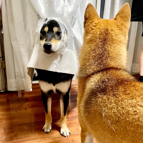 E9E85AED-656C-4097-8688-5A9D72ED72ED