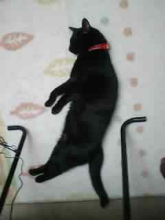 キョンシー\(◎o◎)/! : (u003d^・^u003d)(u003d^・^u003d)猫ねこ