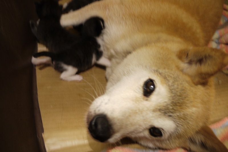 猫を育てる犬 行橋猫カフェ 動物病院ブログ 猫を育てる犬 行橋猫カフェ 動物病院ブログ