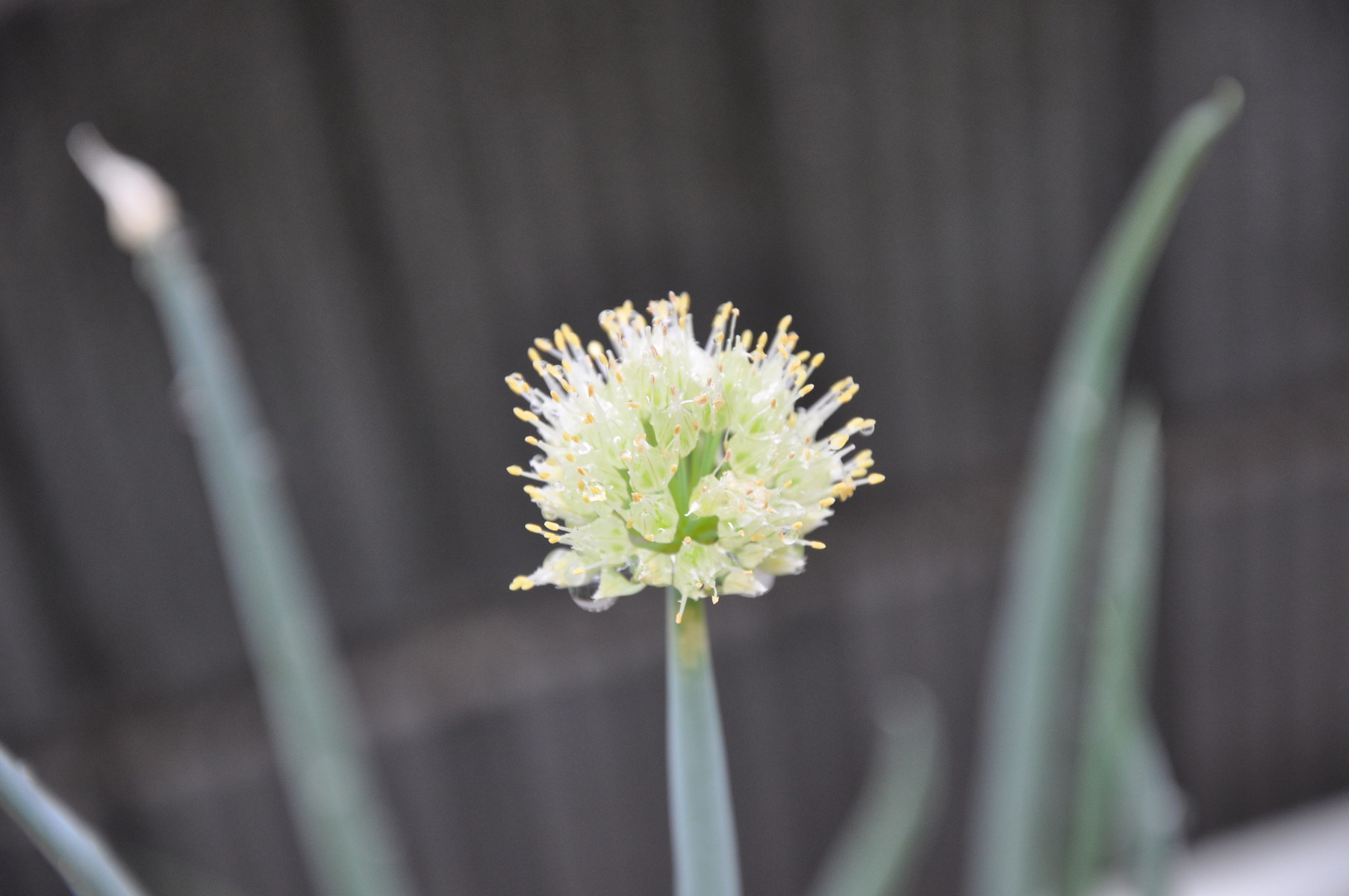 何の花 ゆきゃのすけの趣味もろもろ