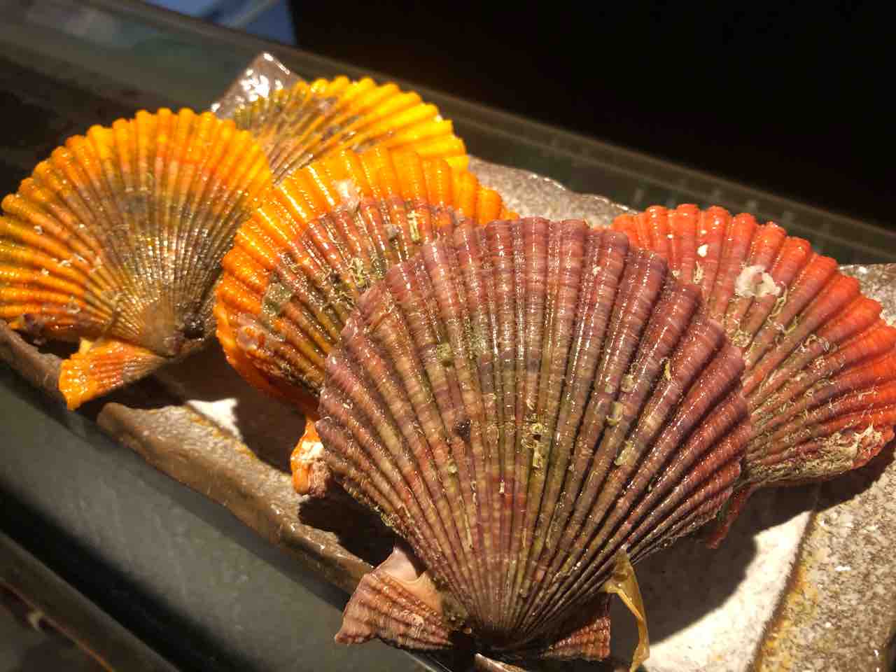 ヒオウギ貝 寿司 結のblog