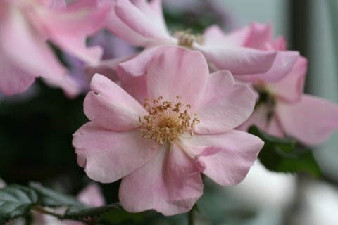 一重のバラ 淡いピンク いろはの花日記