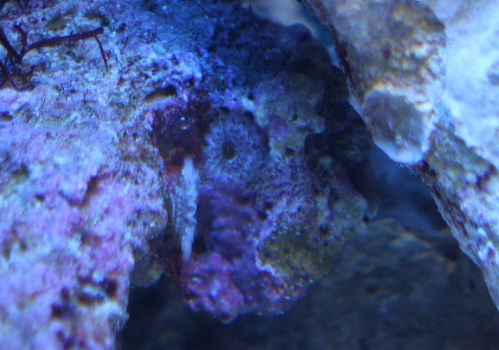 ライブロックから出てきた生物 うまちゃんのmisc