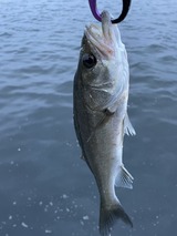 IMG_5165