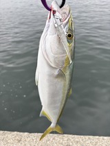 IMG_5995