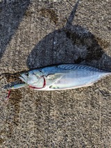 IMG_4907