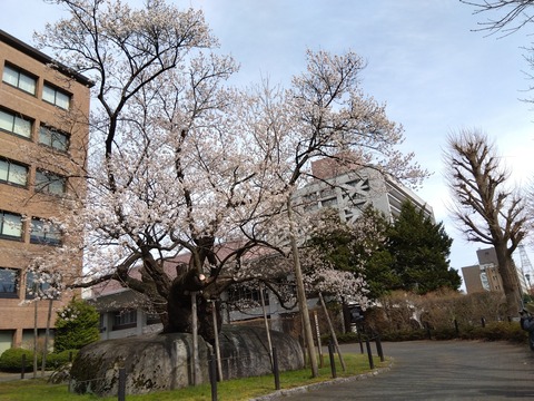 盛岡城跡公園散策と満開の石割桜(2024.4)
