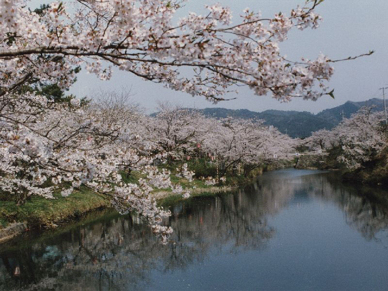 知る人ぞ知る鹿野城跡公園の夜桜 夢彦だより 知る人ぞ知る鹿野城跡公園の夜桜 夢彦だより