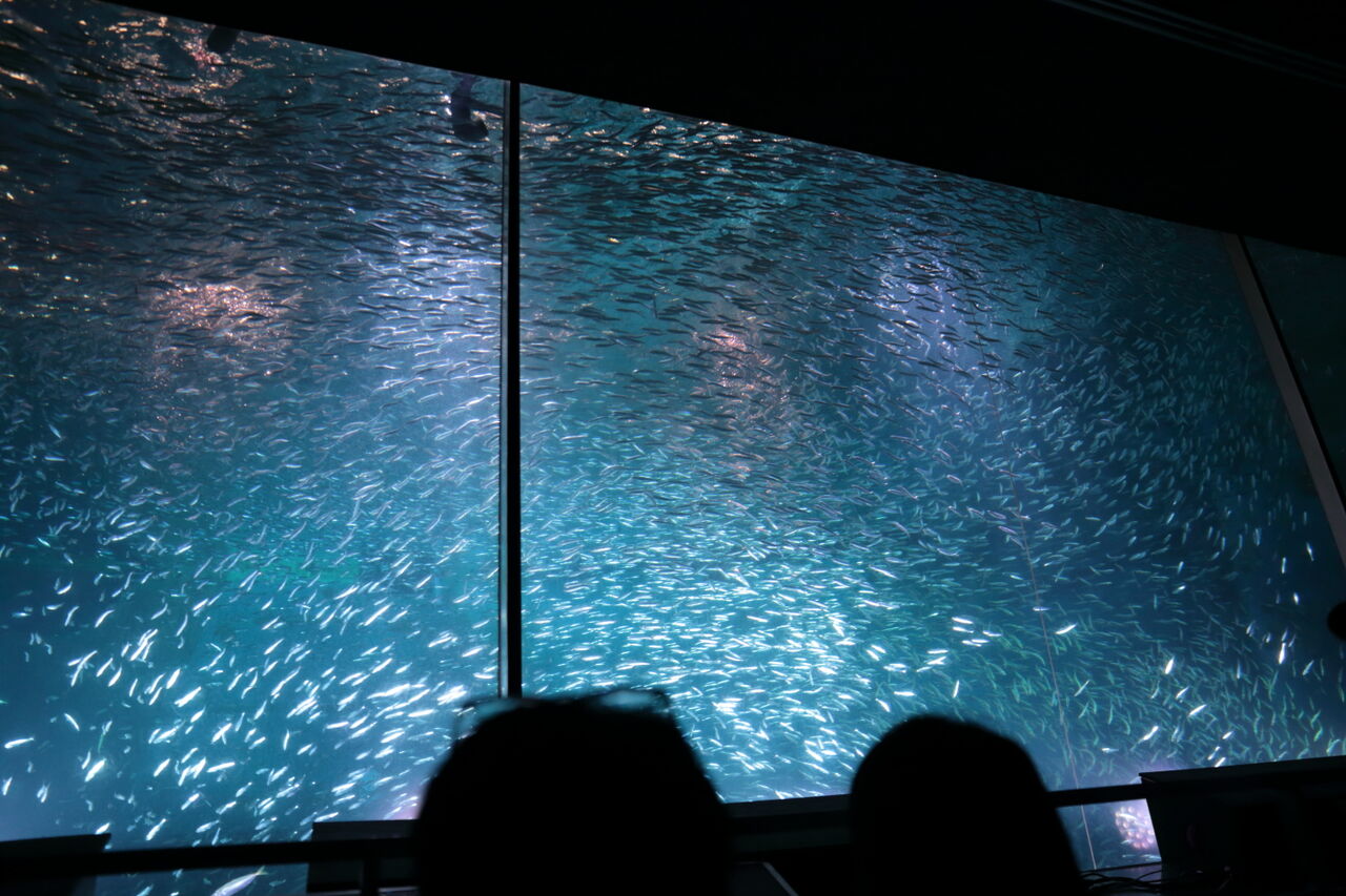 名古屋港水族館　南知多ビーチランド　スピードくじ　特賞　激レア 名古屋港水族館南知多ビーチランドスピードくじ特賞激レア