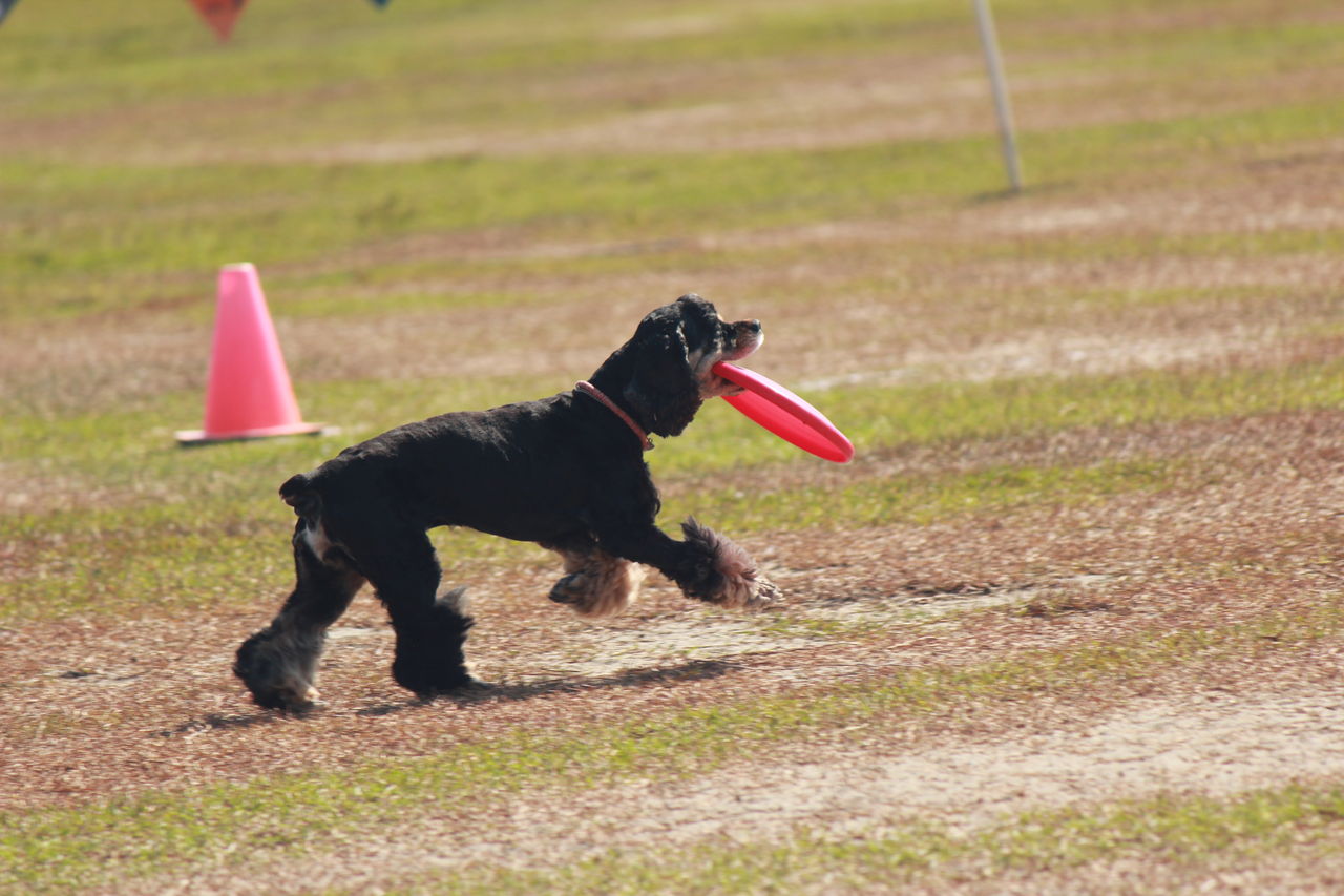 フリスビー犬 In 浜名湖ガーデンパーク 三善翔順ブログ