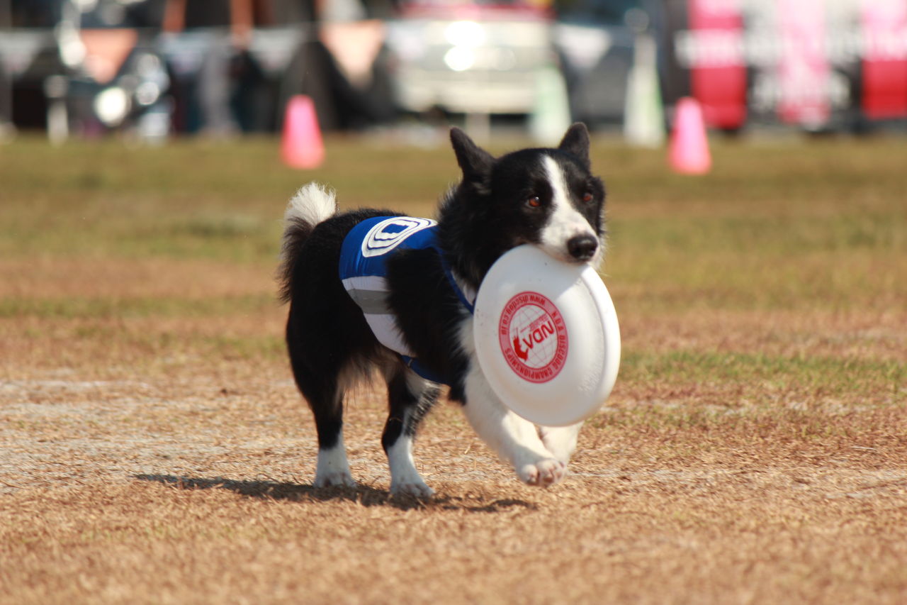 フリスビー犬 In 浜名湖ガーデンパーク 三善翔順ブログ
