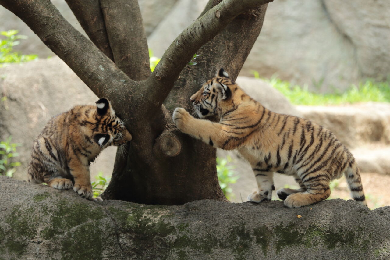 浜松市動物園の子トラを見に行ってきました ブログ 浜松市動物園の子トラを見に行ってきました ブログ