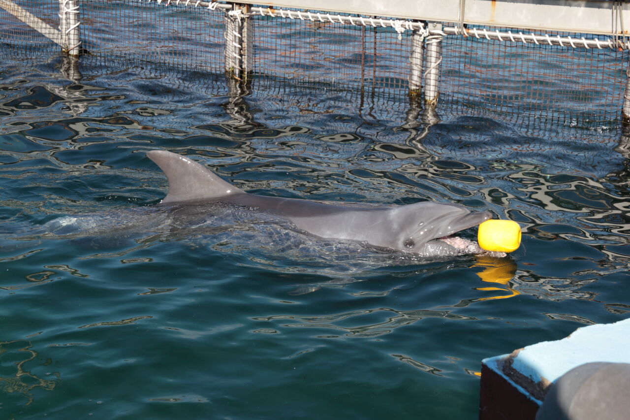 南知多ビーチランドに行ってきました！！ : みよしブログ