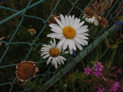 886395e7.jpg