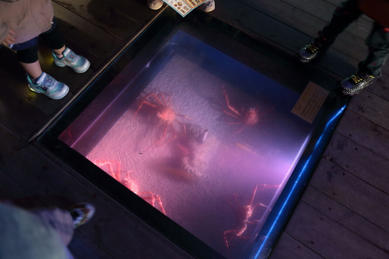 南知多ビーチランドに行ってきました！！ : みよしブログ