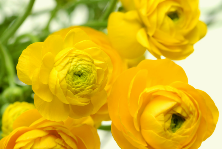 黄色いものを身につけて 人は遊びながら