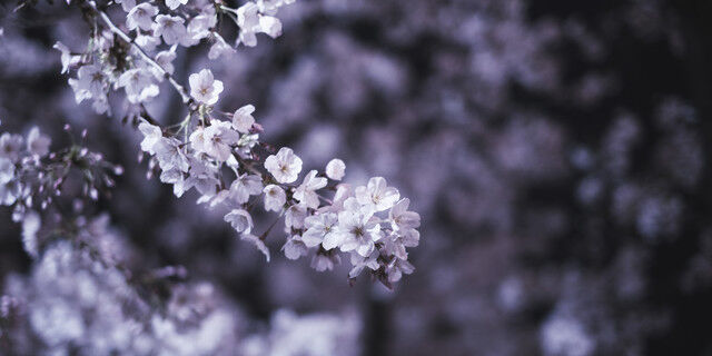 白い桜は満開に 人は遊びながら