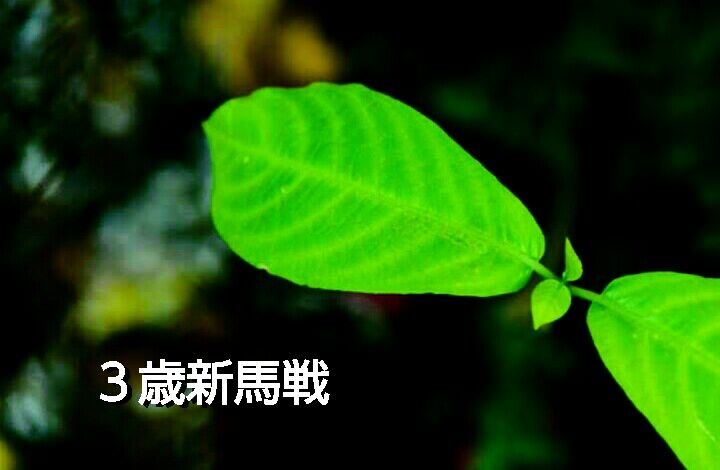 人気薄だって必死なんです 人は遊びながら 人気薄だって必死なんです 人は遊びながら